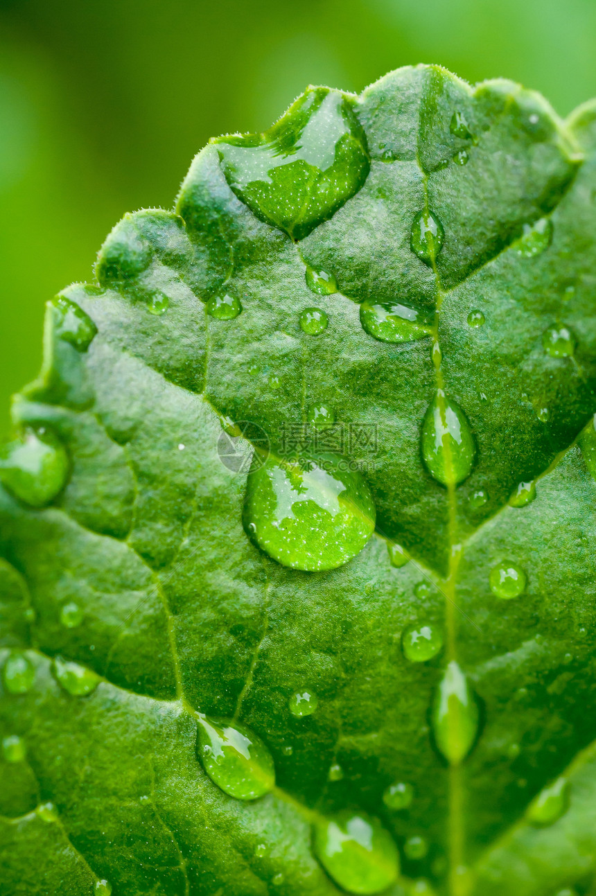 雨水滴滴子植物群水滴生长植物宏观雨滴生活森林静脉花园图片