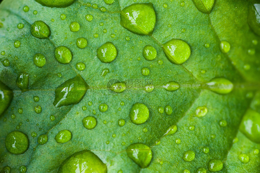 雨水滴滴子静脉生长花园植物环境植物群雨滴水滴森林植物学图片