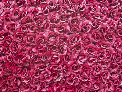红玫瑰背景玫瑰水平花朵植物群浪漫背景图片
