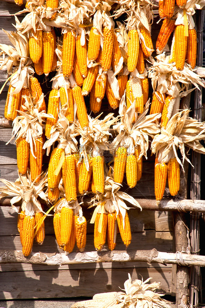 很多玉米农民饮食棒子农场团体收成生活场景谷物动物图片