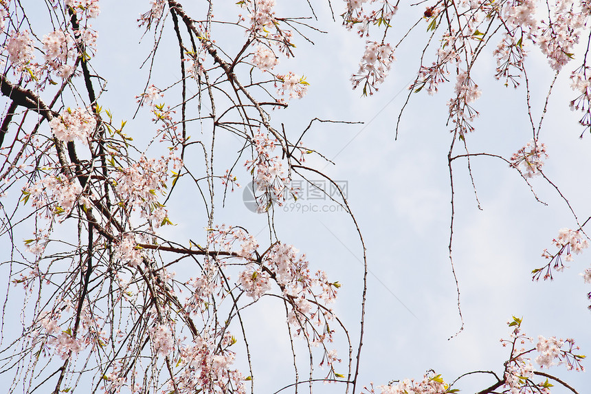 樱桃分支木头樱花植物季节旅行蓝色花园花瓣公园场景图片