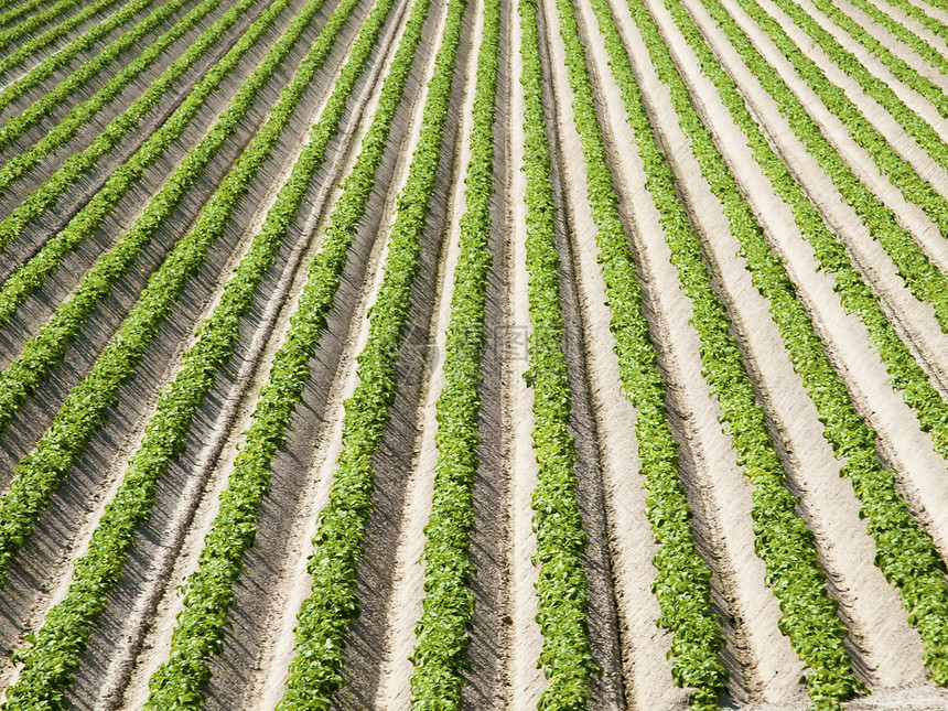 正在生长阶段的马铃薯田土豆土壤条纹农民犁地地球农业线条场地山脊图片