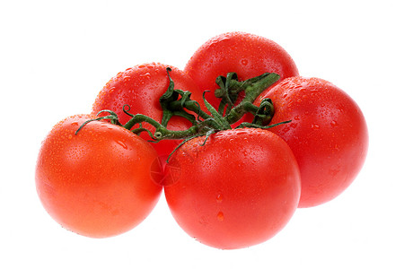 松树种植有机番茄背景图片