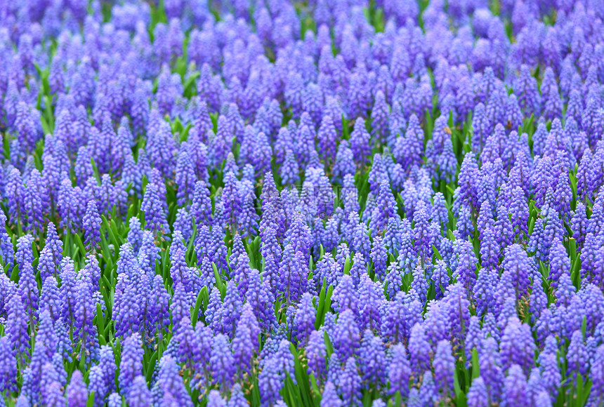 紫 musscari 基化物场紫色植物群场地蓝色花瓣风景植物图片