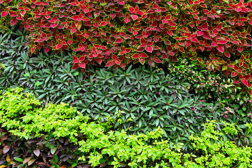 墙上绿色植物葡萄园叶子荒野绿色藤蔓树篱生长植物图片