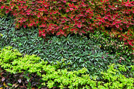 墙上绿色植物葡萄园叶子荒野绿色藤蔓树篱生长植物背景图片