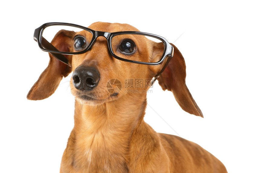 Dachshund狗戴黑色眼镜图片