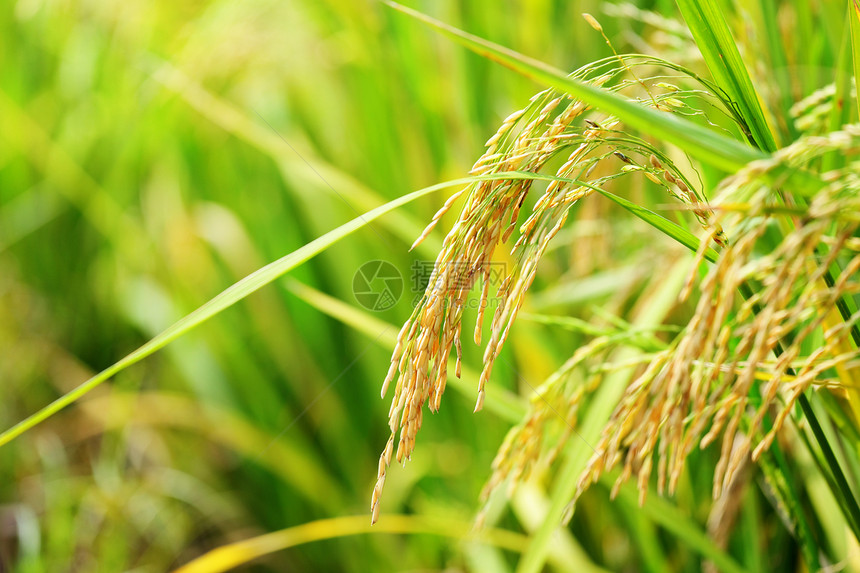 大米农场谷物环境场地生长食物农业背景植物绿色稻田图片