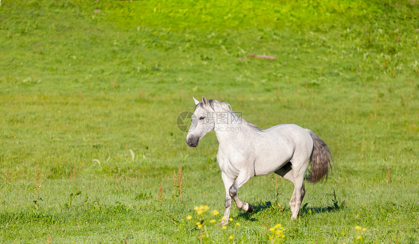 灰色阿拉伯马在绿色草地上奔驰天空牧场马匹鬃毛农业哺乳动物自由赛跑者农场运动图片