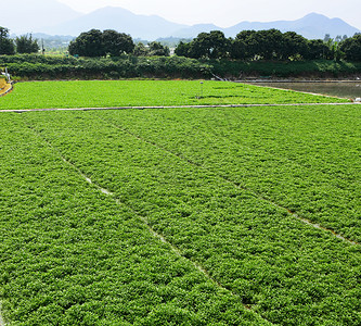 产品领域带天空的农场种子生长收成植物天际沙拉领域土壤农田生产背景
