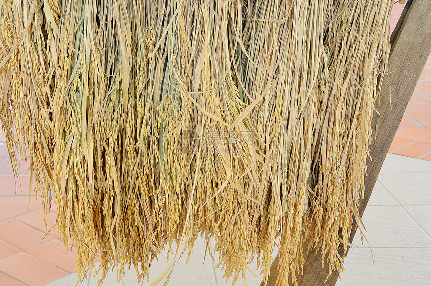 来自泰国的棕色贝壳中的稻田图片