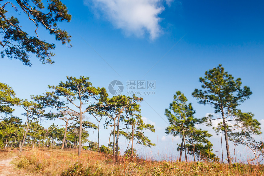 阿尔卑树全景植物农村季节天空松树公园场景风景孤独图片