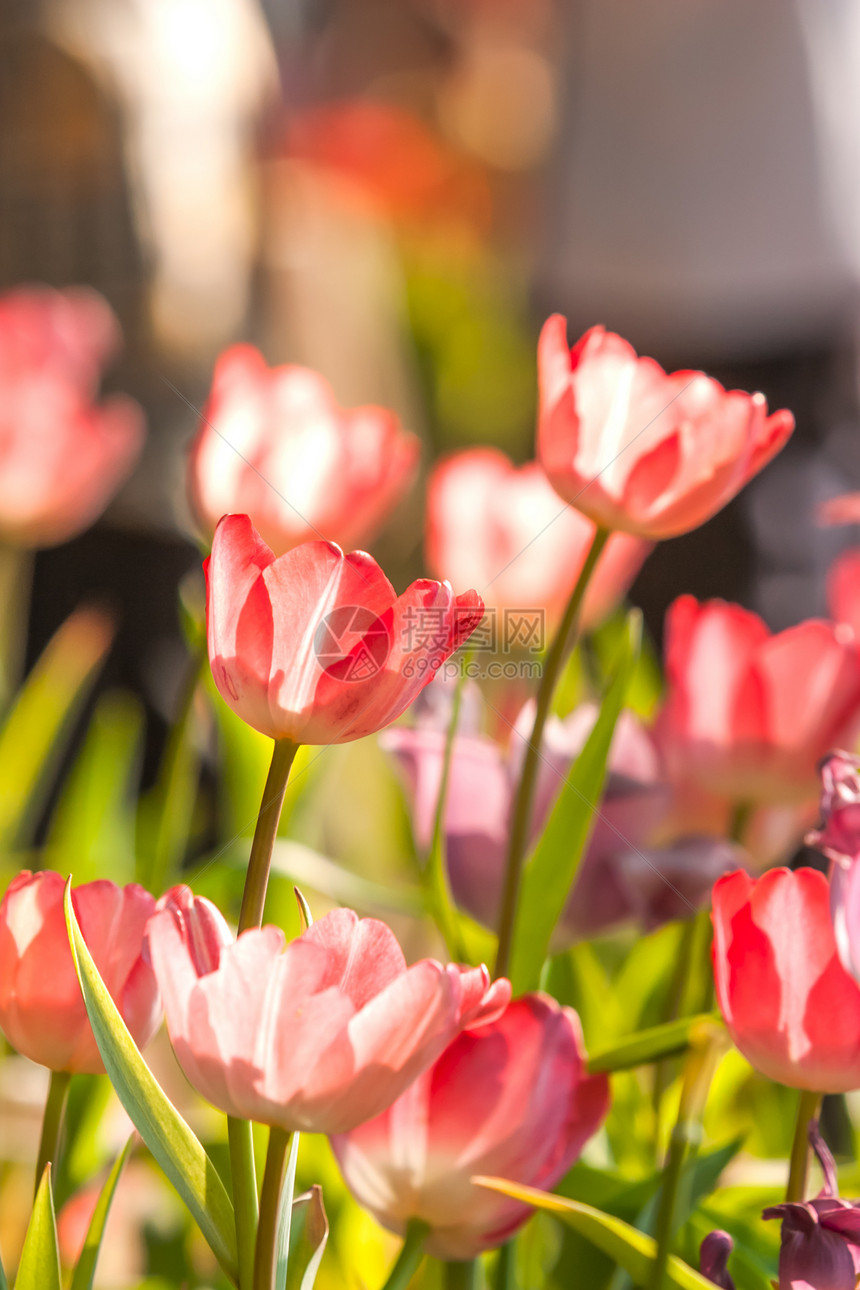 美丽的粉红色郁金香繁荣植物群植物学兜兰芦荟荒野实验室园艺兰花栽培图片