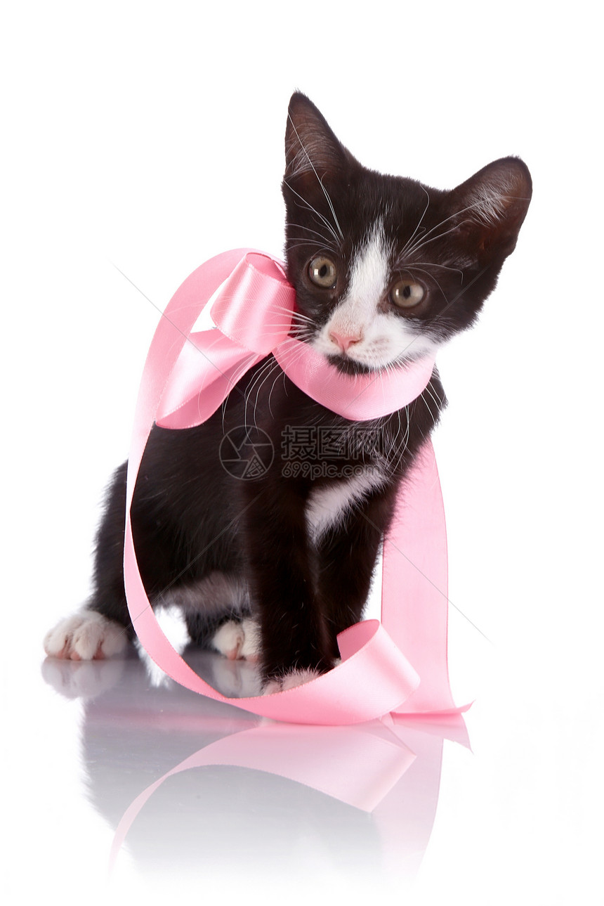 黑白好奇小猫带粉色胶带图片