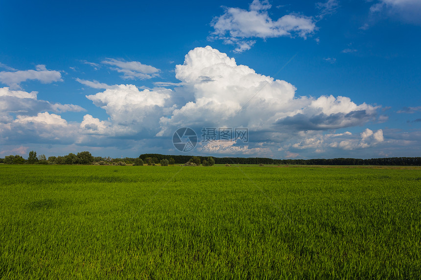 有绿草和蓝天的草甸土地空气地面晴天草地牧场场景绿色小麦乡村图片