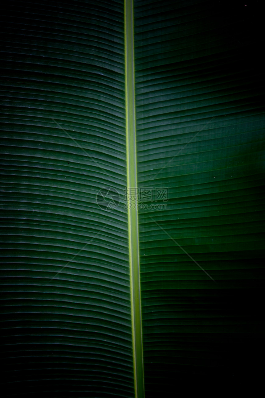香蕉叶条纹热带叶子绿色叶脉宏观叶绿素背景蕨类活力图片