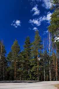 森林和天空蓝色天堂快乐青色白色晴天绿色欢乐天蓝背景图片