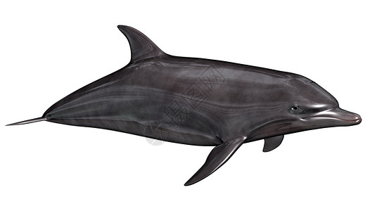 海豚电脑鼻子鲸类动物飞跃海洋潜水世界游泳脚蹼背景图片