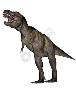 蜥臀目暴龙恐龙虚骨龙类灭绝白色力量生物怪物古生物学捕食者侏罗纪背景