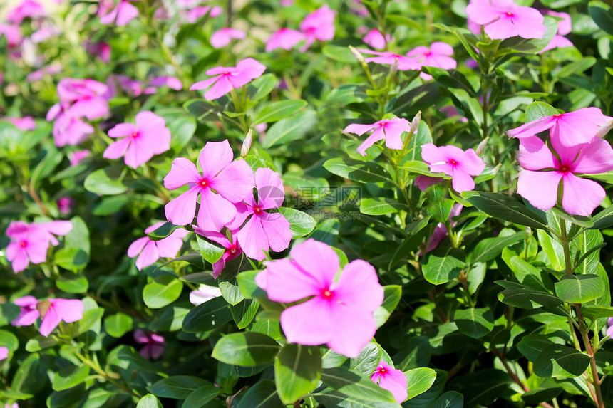 花园中美丽的粉红色花朵季节植物群紫色场地公园雏菊墙纸太阳荒野卡片图片