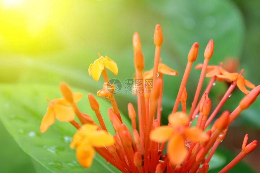 美丽的橙色花朵叶子植物群生长橙子场地花园园艺花坛季节花瓣图片