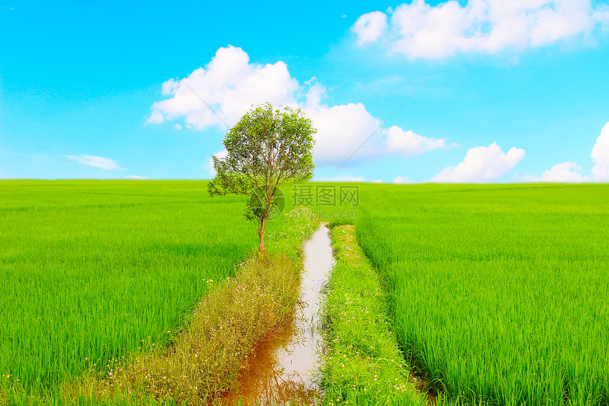 蓝色天空下的绿地天气全景远景场景阳光植物爬坡花朵季节天空图片