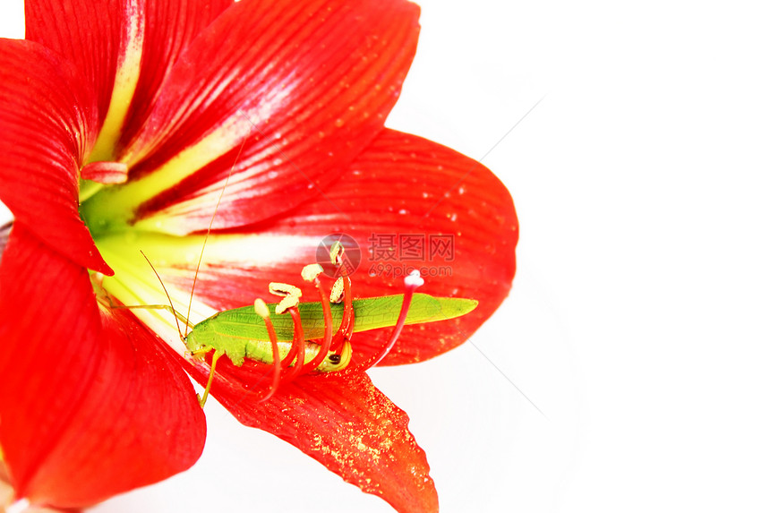 红色百合红柱内的宏观照片绿色昆虫花园跳跃者刺槐危险粉色蟋蟀甲虫图片