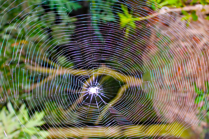 蜘蛛野生动物昆虫宏观水晶花园网络陷阱插图危险丝绸图片
