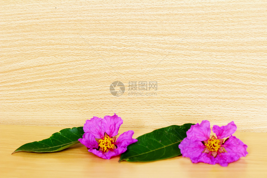 木制背景的粉红色花朵艺术粉色边界白色花瓣作品木头植物图片