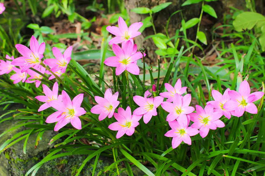 花园中美丽的粉红色花朵荒野卡片叶子花束植物草地季节雏菊太阳场地图片