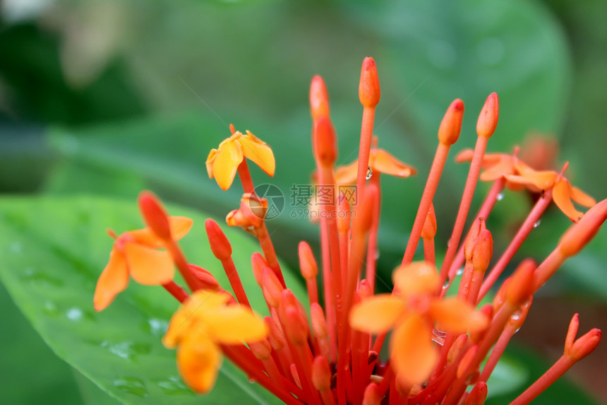 美丽的橙色花朵生长花瓣花坛叶子花园植物学阳光园艺季节树叶图片