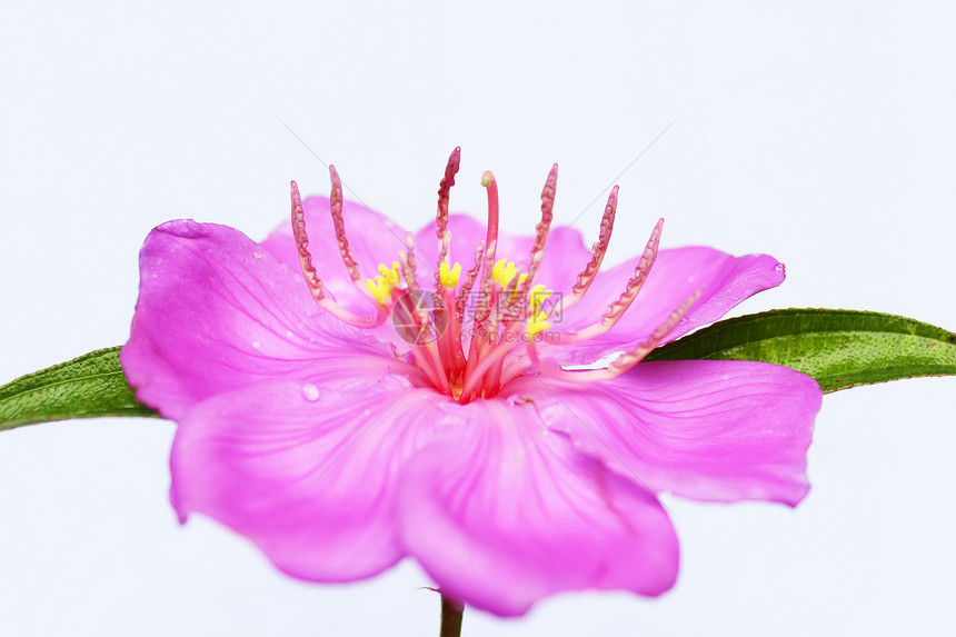 粉花花灌木花序叶子植物花园季节花店白色花瓣粉色图片