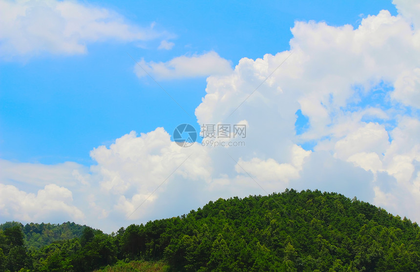 松林林草地场景天空荒野风景山脉全景叶子土地爬坡图片