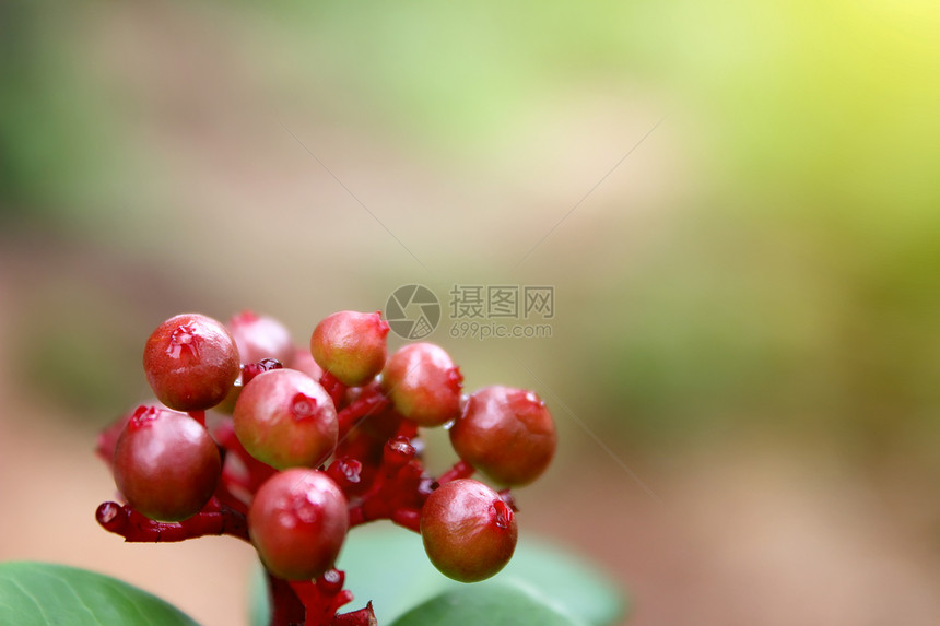 一群水果种子农业叶子植物季节生长红色食物营养花园图片