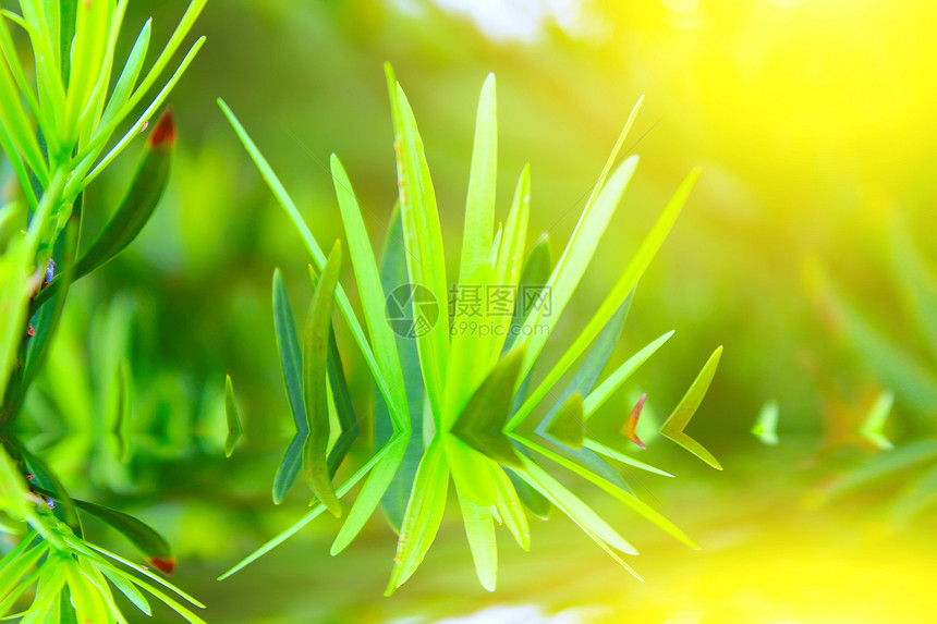 绿芽花园植物枝条背景叶子樱花公园生活环境植物学图片