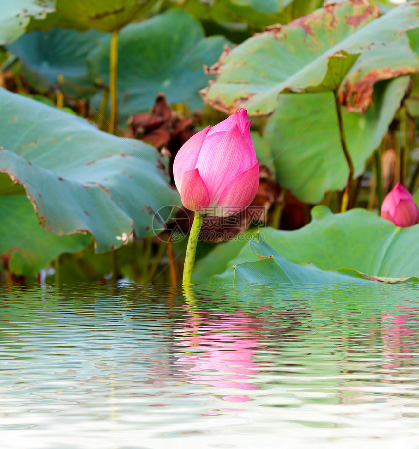 粉红莲花花与绿叶花叶子植物花园百合睡莲公园池塘明信片水线反思图片