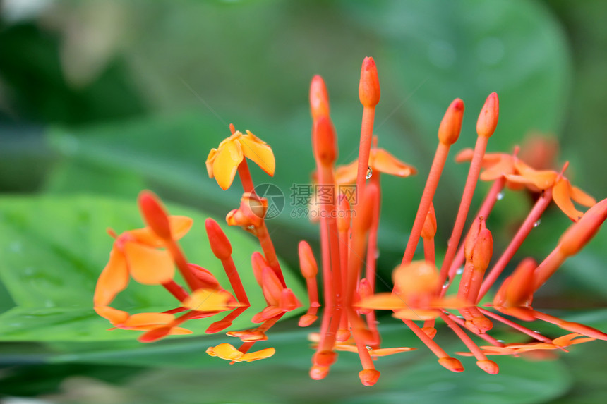 美丽的橙色花朵生长植物学花园季节阳光橙子花瓣场地植物花坛图片