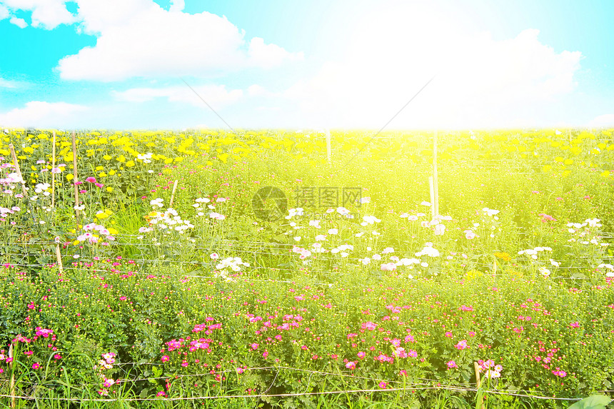 蓝色天空下的绿地全景牧场爬坡植物场地场景天空花朵草地阳光图片