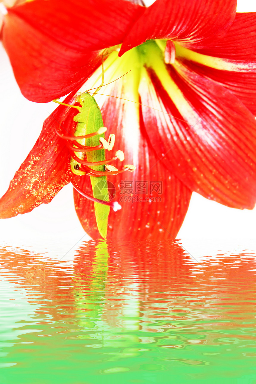 红色百合红柱内的宏观照片昆虫危险刺槐蟋蟀跳跃者绿色甲虫粉色花园图片
