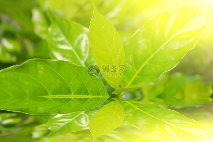 太阳光背景中的绿色细菌花粉植物群正方形植物绿色植物宏观公园太阳环境叶子图片