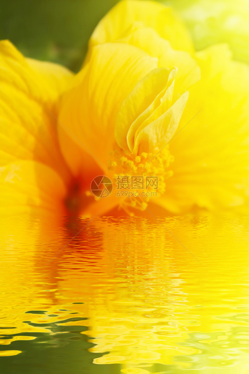 黄色的象形圆柱卡片花园作品花束礼物季节叶子花粉展示花瓣图片