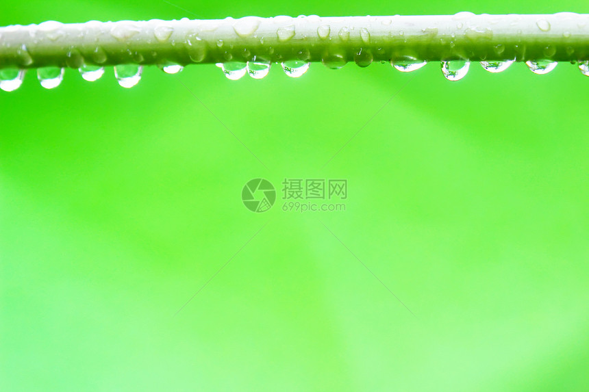 带露露的树枝滴落 特写天气保健气泡叶子卫生雨滴水滴生长生活液体图片