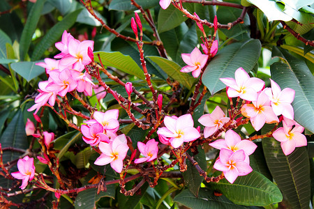 花园中美丽的粉红色花朵场地植物群植物雏菊荒野花束季节紫色卡片叶子背景图片