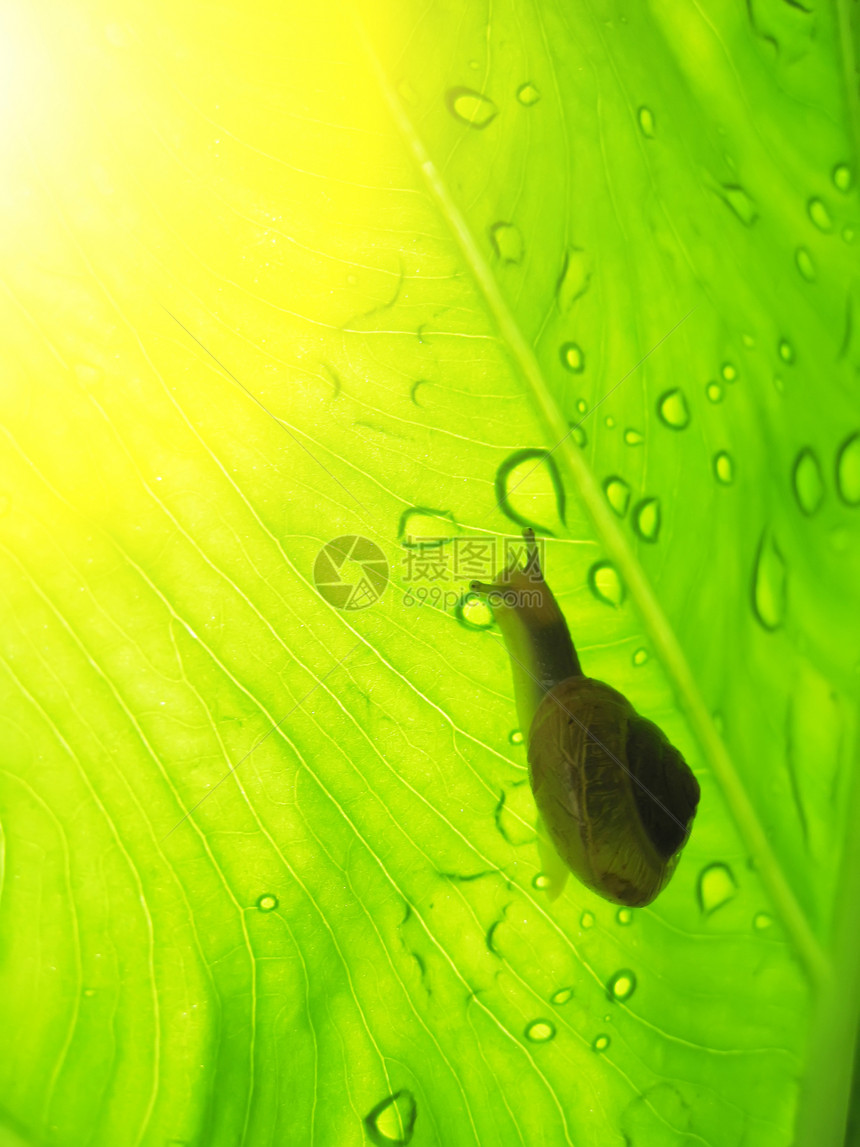 绿叶上的小棕色蜗牛害虫动物昆虫宏观鼻涕虫单瓣绿色螺旋天线日光图片