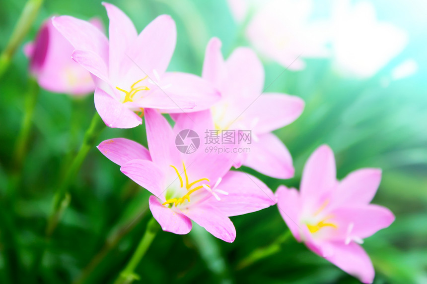 花园中美丽的粉红色花朵背景花束叶子卡片植物群雏菊植物公园紫色场景图片