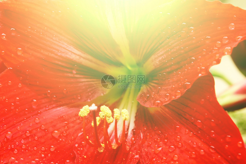 美丽的红百合花瓣阳光植物园艺季节花粉树叶植物群雄蕊花园图片