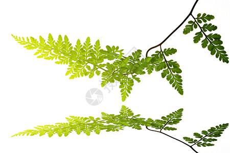 白色背景上孤立的绿叶植物学宏观植物群绿色植物蕨类背景图片