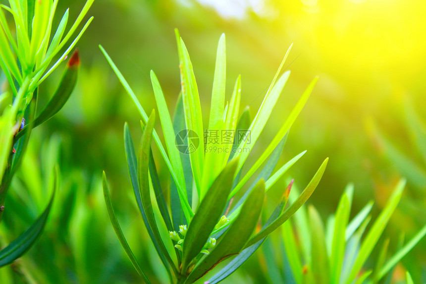 绿芽花园樱花季节背景生态公园环境叶子枝条生活图片