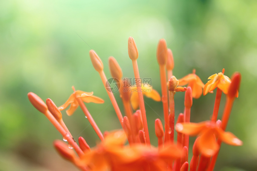 美丽的黄黄色红花花园场地植物学树叶阳光植物群植物团体生长季节图片