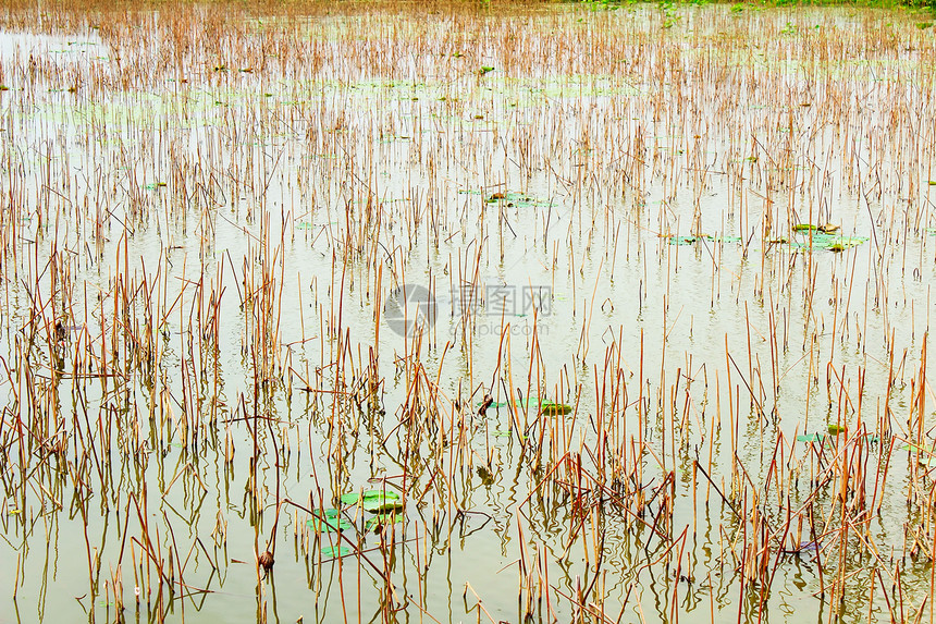莲田池反射芦苇季节场景草丛香蒲温暖水生植物叶子荷花图片